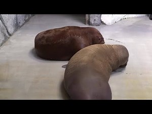 VIDEO: Baby walruses meeting for first time may be cutest thing ever