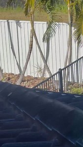 SEVEN…Common Tree Snakes in one roof!!! 🐍🤯 How cool is this footage sent in by one of our customers!! 🐍🤩 This job was definitely one to remember for our catcher Glenn! 🐍 We are your local experts in safe and effective snake removal! With years of experience and a passion for wildlife, we ensure the safety of your family and the well-being of our scaly friends. Fast response, reliable service and peace of mind guaranteed. We love helping out our community so save our number if you ever need 