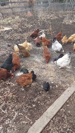 Lots Of Chickens Munching On Bugs In The Garden