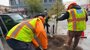 Here's a look inside SF's urban forest plan as it works toward planting 3,500 trees over 5 years