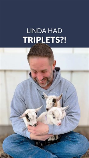 Linda had triplets — one boy and two girls — and they are perfectly tri-colored. Our green-collar boy is the calm one. Pink-collar girl is sweet as can be. And the third? Pure squirrely chaos with floppity ears to match. We need names. One boy, two girls. Drop your best trio below. #FluffyFeatherFarm #BabyGoats #GoatLife #FarmBabies #SpringOnTheFarm