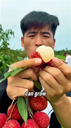 Why Chinese Lychees Are So Special