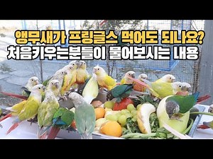앵무새가 먹어도 되는 과일과 채소 그리고 먹으면 안되는것들