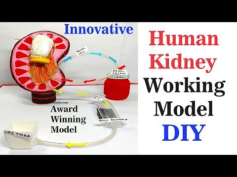 human kidney working model(3d) innovative | urinary system | science exhibition - howtofunda