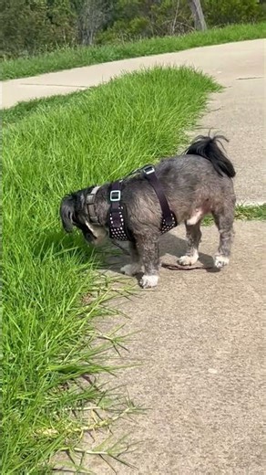 Important Business: Checking the Pee-Mail! Pluto finds a Message from Reg the Rescue Dog.