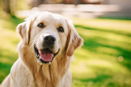 Dogs’ emotions are closer to humans than we thought, study finds