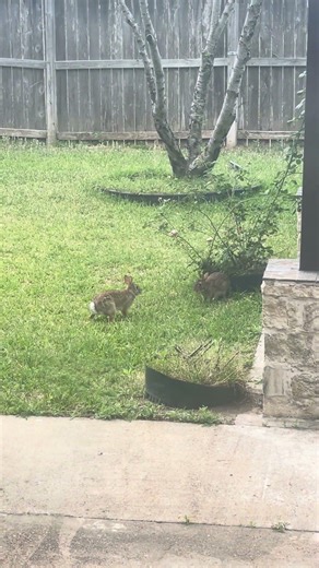 I know I post only keypad music but this is actually so cute am I right?🐰❤️