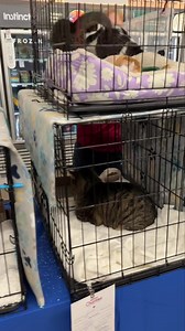 27K views · 629 reactions | It’s another busy Saturday morning at...