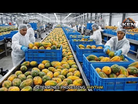Inside a Modern Papaya Factory: From Farm to Dessert (The Whole Process) - Jelly Making