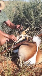 Walk-and-stalk springbuck in the Kalahari dunes. New Kalahari hunts coming this season. #nicokotze #hunting #safari #kalahari #adventure #kotzeadventures #naturephotography #dunes #contentment #safarilive #africansafari #kalaharihunt #hunt #naturelover #nicokotzehunting #gamemeat #therealdeal #thisisafrica #springbok #uniquehunt #special #reddunes #springbuck #wildenjag #backpackhunt | Wild & Jag / Game & Hunt