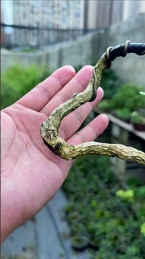 Top Timeless Bonsai Styles - #bonsai 147