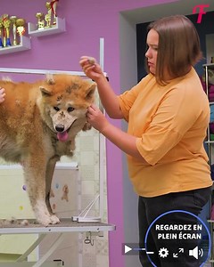 Ce gentil chien a fait fuir un voleur à la tire - et cela a porté ses fruits | Fabiosa France