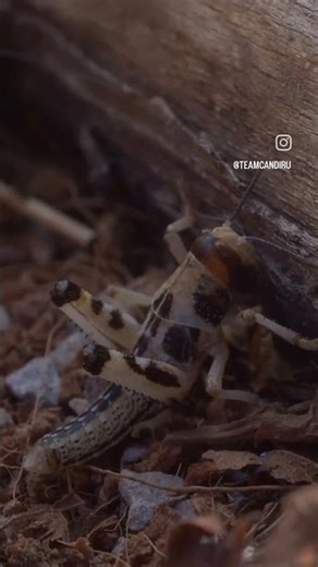 An assassin bug getting stabby with its stabby face.
