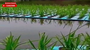 Innovative way of growing rice over water rather than land!