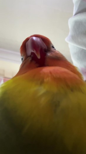 I love u birdo | bird