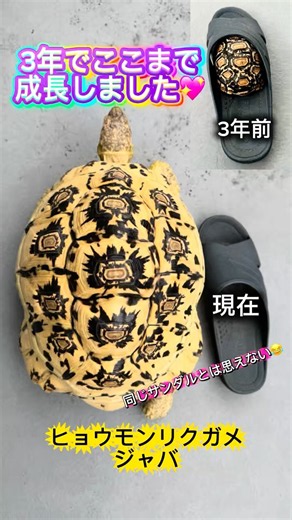 3年で、ここまで大きくなりました🐢✨ 小さかったジャバが、今ではこんなに立派に…🥹💕 これからの成長も楽しみです☺️💖#ヒョウモンリクガメ#toetise#リクガメ#爬虫類イベント