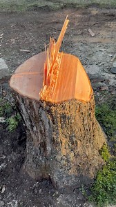 Felling the final log section of a declining maple after the canopy was removed. This maple was in heavy decline and had already dropped large limbs, damaging the homeowner’s vehicle. After the canopy was safely removed, the remaining log sections were felled in a controlled manner. Once the hinge wood breaks, the log can bounce slightly. That small extra cut at the front of the face cut is called a bird’s mouth — it helps the log release and slide off more smoothly and predictably! #TreeRemoval
