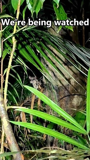 Banded Linsang (Tiger Civet) in Yala, Thailand