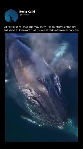 Humpback whales are bulk feeders