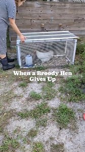 403K views · 2K reactions | **We don't add pine shavings to make a...