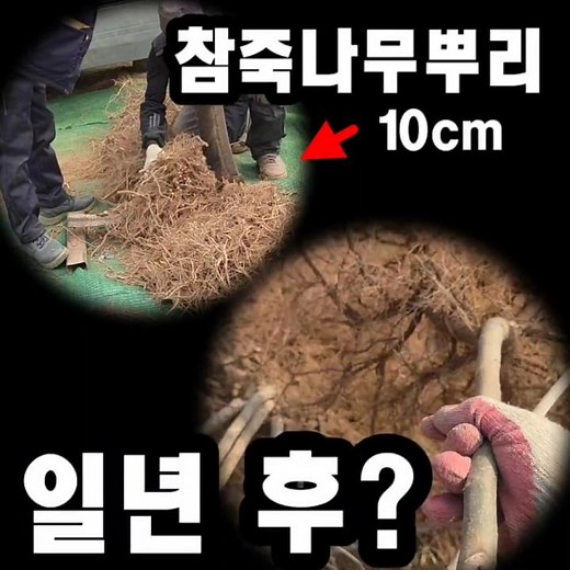 귀농 꿀팁! 참죽나무 뿌리(중근)로 묘목 1,000주 만드는 과정 공개