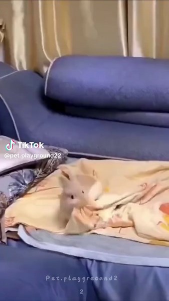 Funny Rabbit Moments That Will Make You Smile