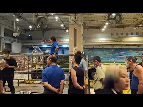 [今日餐桌有什麼?]-完整台中魚市場拍賣過程,由台中築地林志玲擔綱演出