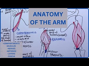 Anatomy of the Arm EXPOSED! - compartments, muscles, nerves, arteries and veins
