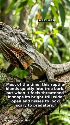 Frilled Dragon Facts: The Lizard That Runs Like a Dinosaur! #Shorts