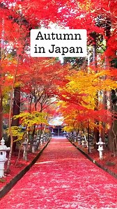 Autumn in Japan — A Season of Color and Calm 🍁 ✨Experience the magic of Japan as the whole country transforms into warm shades of red, orange, and gold. Maple trees glow along temple paths and quiet forest trails. Historic shrines and castles become even more stunning in autumn light. Crisp air, peaceful parks, and vibrant landscapes define the season. From mountains to city gardens — autumn in Japan feels truly unforgettable. 📍 Location: Across Japan 💡 Tip: Late November is peak color for Ky