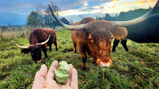 Beginner’s Guide to Cattle Whispering on a Farm