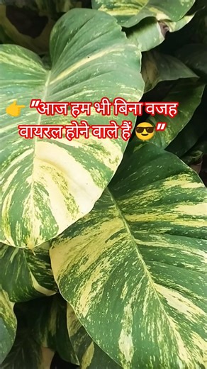 👉 "Oye ruk ja… bina matlab viral hone ka course yahin mil raha hai 😂"#funny #shorts #trending #viral