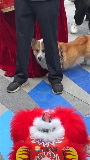 🤖🦁🐶 When a Corgi Meets a Robot Dog! On Nov 11, China’s FIRST Humanoid Robot 7S Store opened in Optics Valley, Wuhan. Hubei-developed humanoid robots are on full display — prices clearly marked and ready for the market. From industrial work and cultural tourism guidance to elderly care and special operations, these robots are ready for action. The funniest encounter? A curious little corgi met a “red-haired” robot dog in a traditional lion dance costume — barking and hiding behind its owner in
