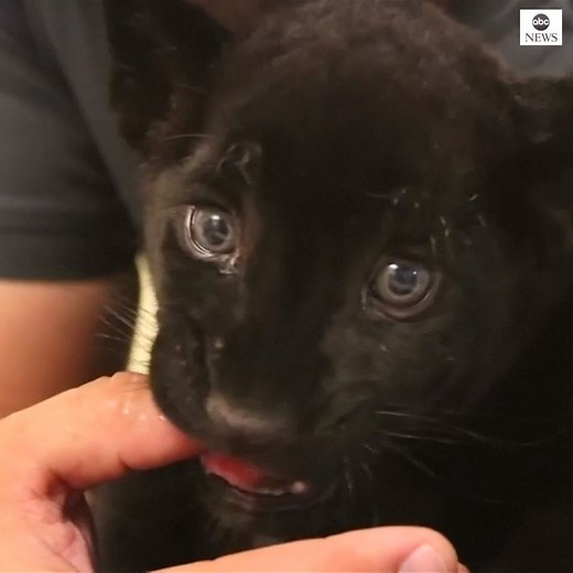 WELCOME TO THE WORLD: This rare black jaguar cub was recently born at a zoo in western Mexico, giving hope to the endangered species. http://abcn.ws/2HLhafP | ABC News
