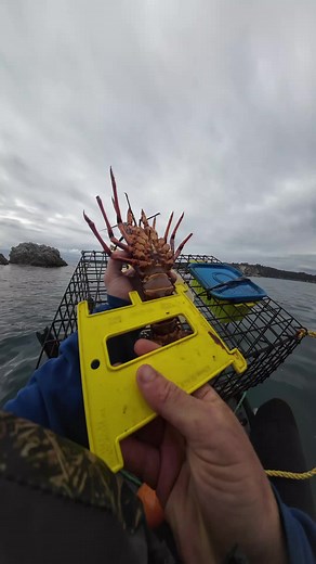 Raising Crayfish in Tanks and Compatible Fish