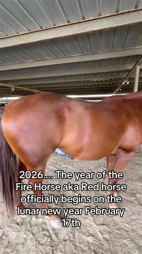 #redmare #horse #mare #fyp #newyear so should we lunge it first or go full send?