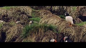 664K views · 2.9K reactions | There are people who make sounds for a living. And there are places that make sounds for life. We partnered with the Newfoundland Symphony Orchestra to create an original musical score that celebrates the unique soundscape of this place. Tune in for more at SoundsFromTheEdge.Fm. | Newfoundland & Labrador Tourism | Facebook