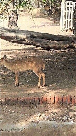 Rare Jungle Sighting! 🦌🌿 Spotting The Shy Indian Hog Deer ✨