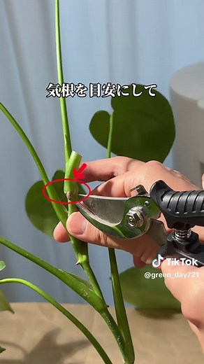 モンステラの剪定と増やし方を徹底解説！