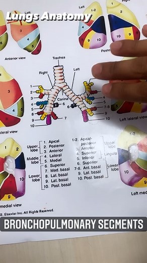 Vishal Johari | Anatomy of the bronchopulmonary segments The lungs can be further subdivided into bronchopulmonary segments. There are ten such segments... | Instagram