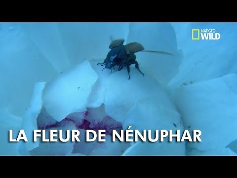 La fleur de nénuphar