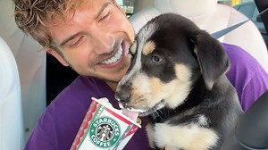 9.8K views · 353 reactions | Giving My Husky Puppies a Starbucks Puppuccino! | Joey Graceffa | Facebook