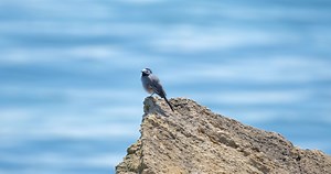Download White wagtail or Motacilla alba close up on the stone for free