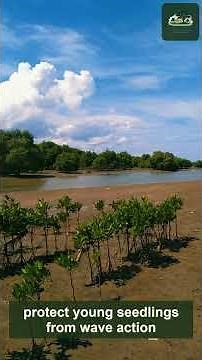 This Tree Walks on Water & Stops Hurricanes — Red Mangrove (Rhizophora mangle) #Shorts