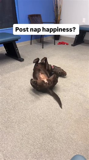 Anyone this Happy ever let alone all day? #chiropractor #chiropractic #adjustment #chiro | Revive Chiropractic & Rehabilitation