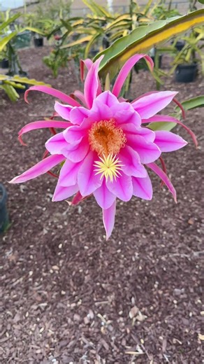 62K views · 1.5K reactions | Stunning Dragon Fruit Flower from an Ax seedling. #cactuslover #dragonfruit #pitahaya #flowerpower #seedlings #flowerstagram | Rare Dragon Fruit | Facebook