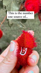 ❤️This is Bixa orellana, also known as achiote, is a shrub native to Central America. 💅The tree is best known as the source of annatto, a natural orange-red condiment (also called achiote or bijol) obtained from the waxy arils that cover its seeds. 🌱Annatto and its extracts are also used as an industrial food coloring to add yellow or orange color to many products such as butter, cheese, margarine, ice creams, meats, and condiments. . . . . . . . . . .#naturaldye #naturaldyeing #plantsmakepeop
