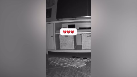 Cat Uses Talking Buttons To Summon Owner Home