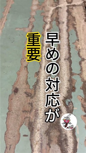 ヤマトシロアリ畳被害