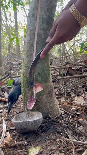 The incision on The rubber Tree Is Like a Virgin’s lips #tubberwood #rubbertapping #oddlysatisfying